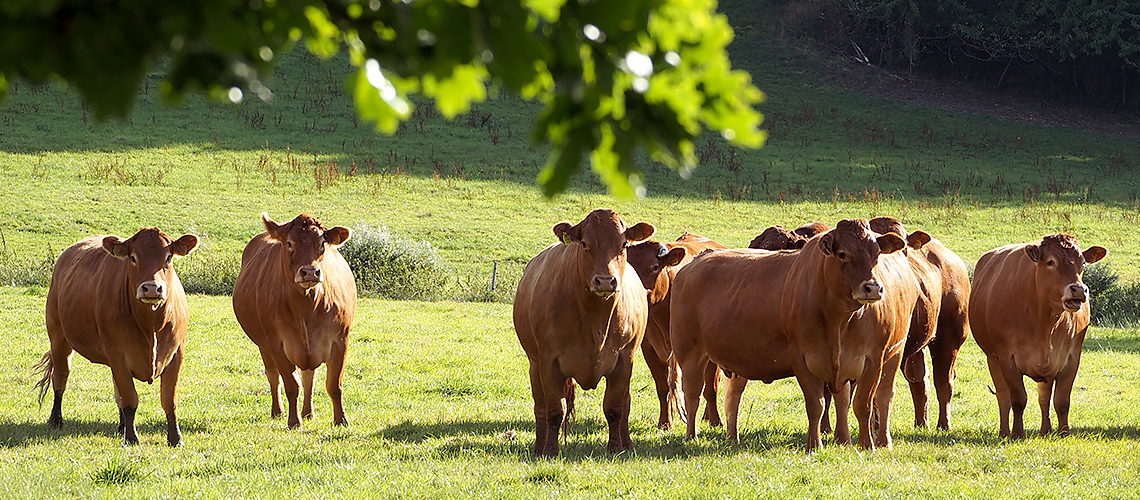 Kühe auf sonniger Weide